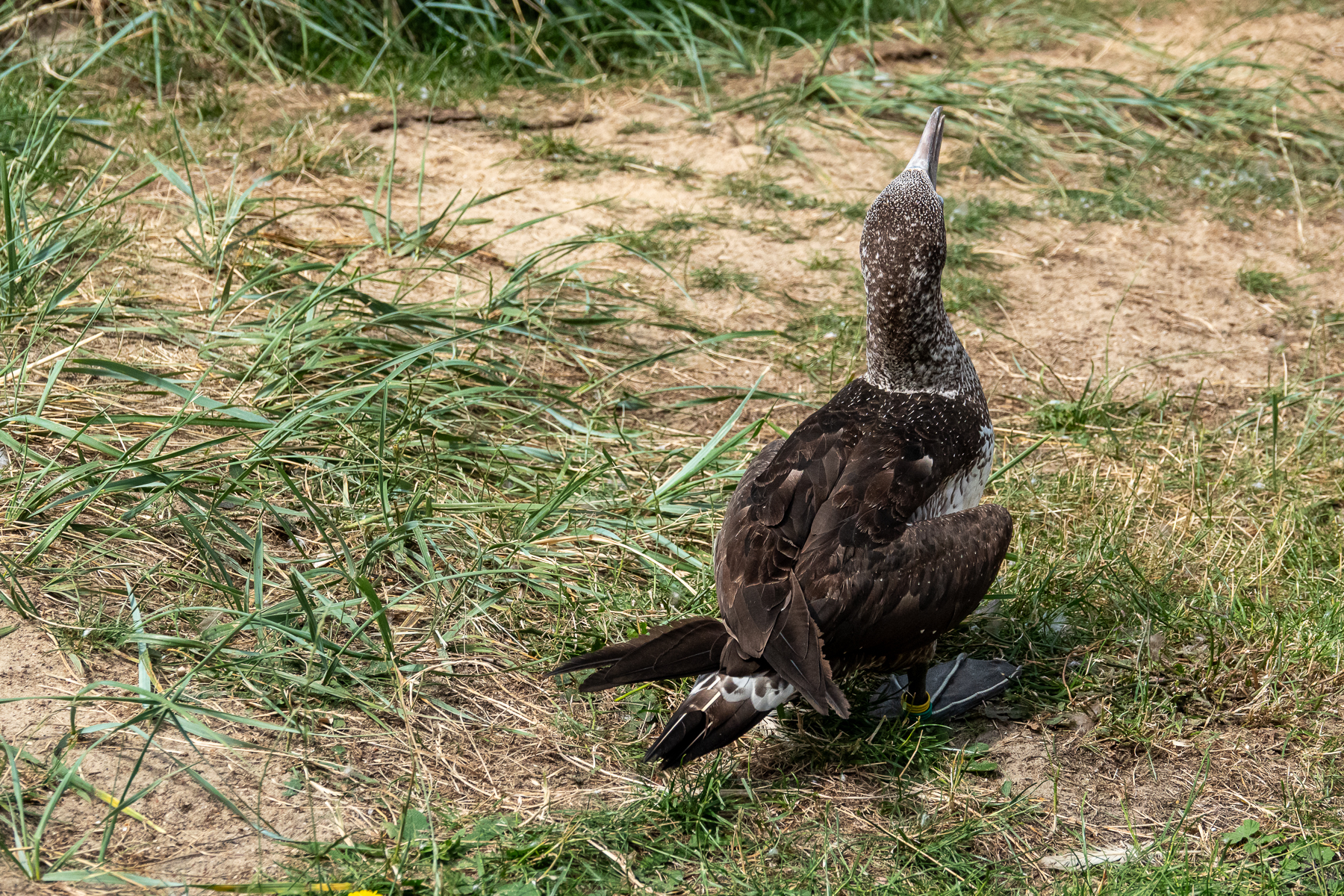 Basttölpel im Jugendkleid